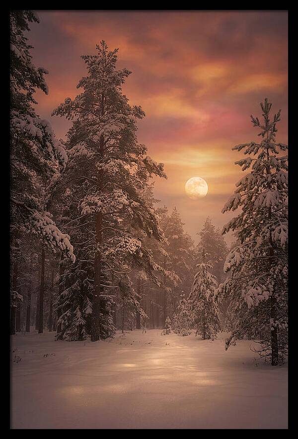 Winter Moonlight Over Snowy Pines
