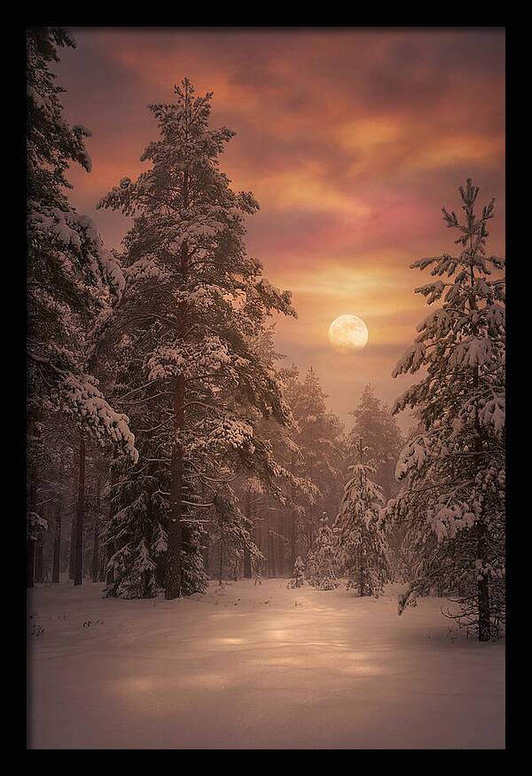 Winter Moonlight Over Snowy Pines