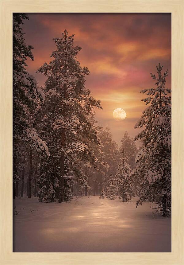 Winter Moonlight Over Snowy Pines