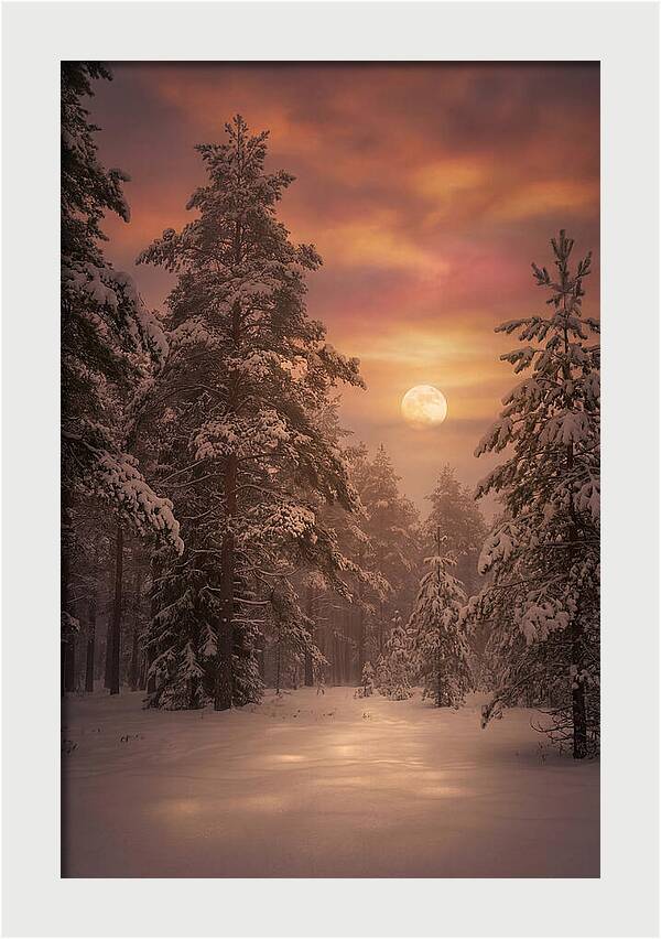 Winter Moonlight Over Snowy Pines