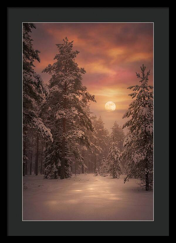Winter Moonlight Over Snowy Pines