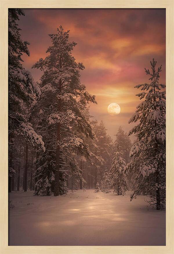 Winter Moonlight Over Snowy Pines