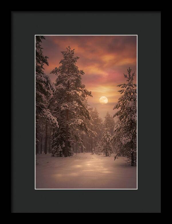 Winter Moonlight Over Snowy Pines