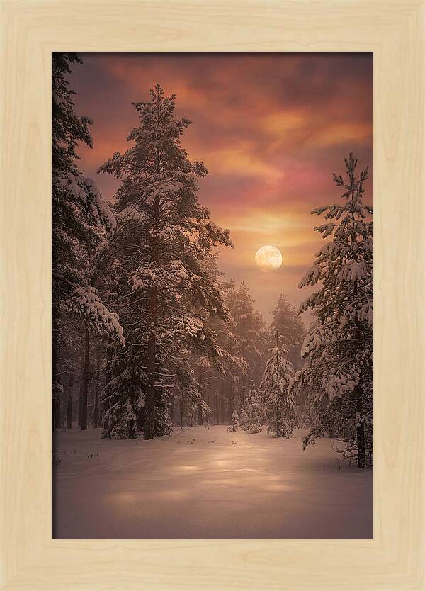 Winter Moonlight Over Snowy Pines