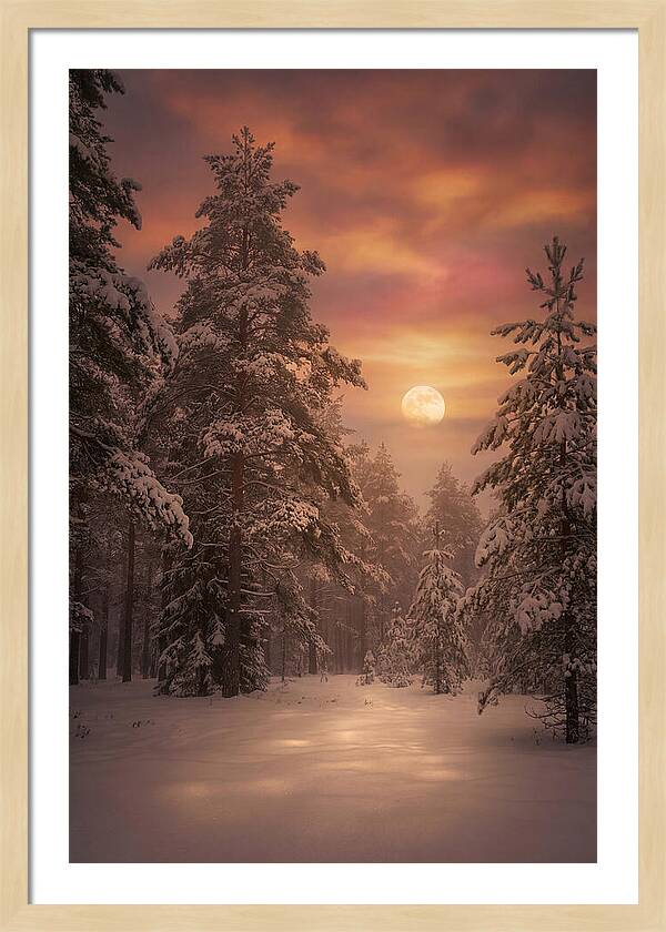 Winter Moonlight Over Snowy Pines