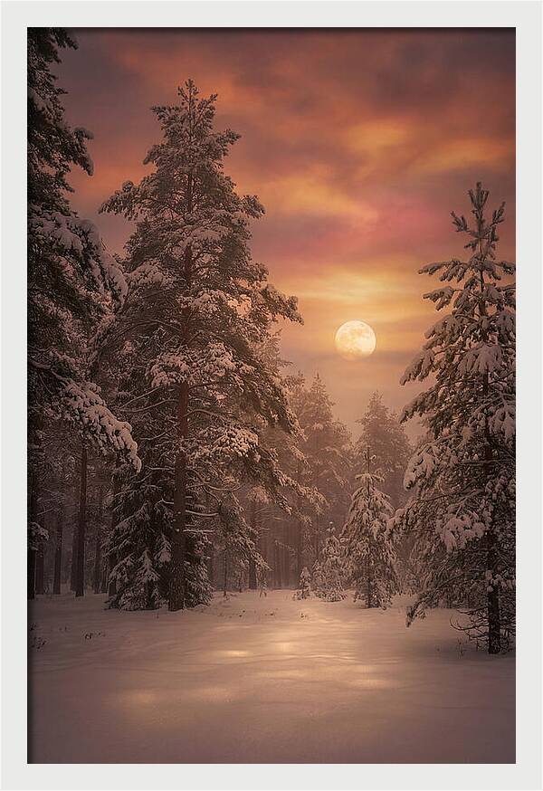 Winter Moonlight Over Snowy Pines