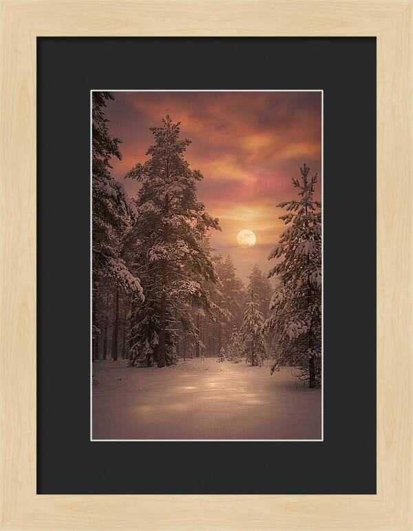 Winter Moonlight Over Snowy Pines