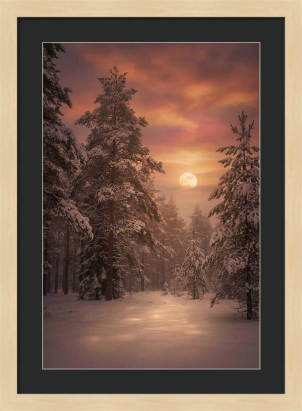 Winter Moonlight Over Snowy Pines