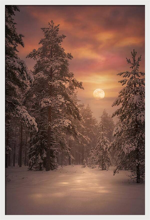 Winter Moonlight Over Snowy Pines