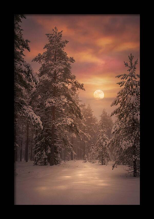 Winter Moonlight Over Snowy Pines