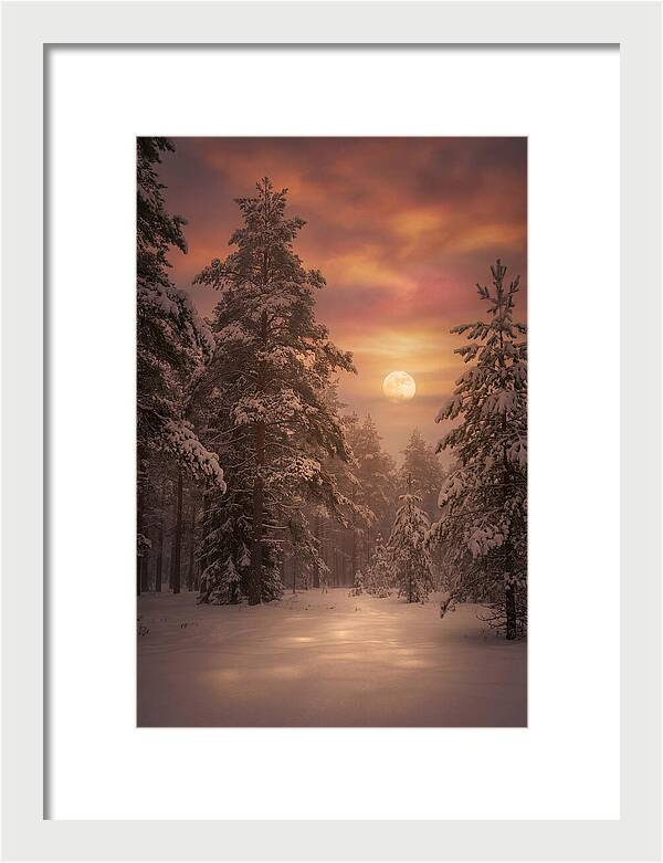 Winter Moonlight Over Snowy Pines