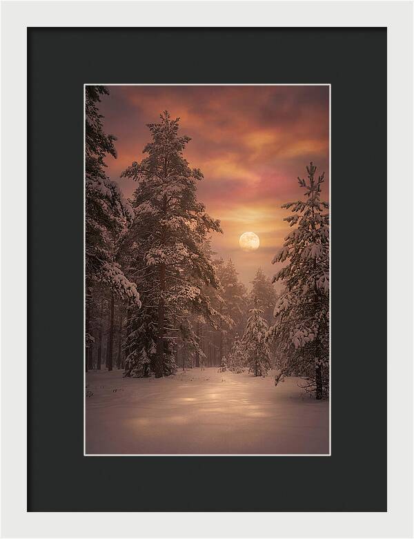 Winter Moonlight Over Snowy Pines