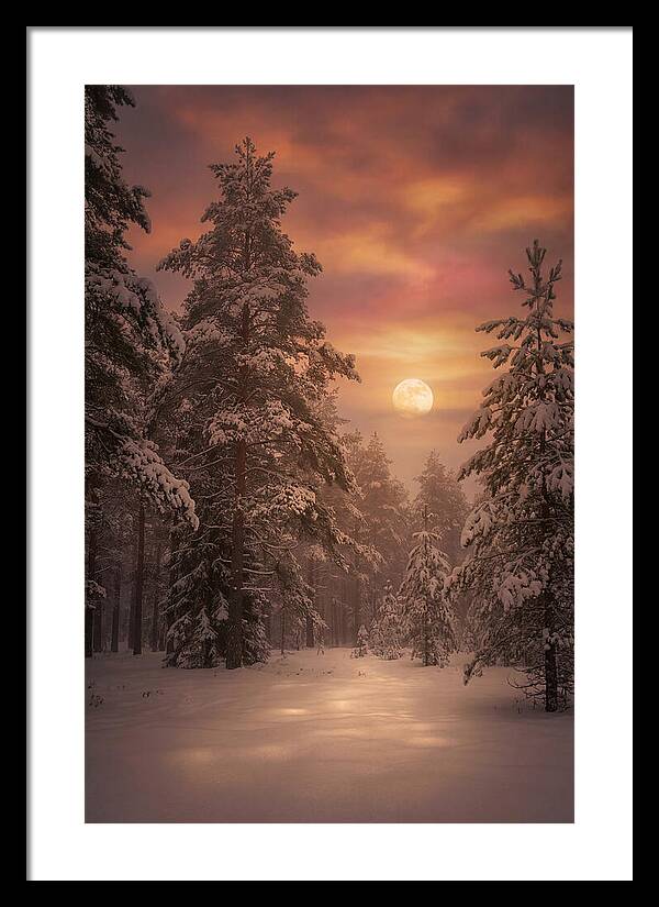 Winter Moonlight Over Snowy Pines