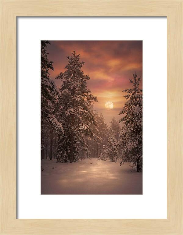 Winter Moonlight Over Snowy Pines