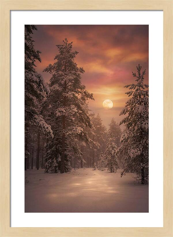 Winter Moonlight Over Snowy Pines