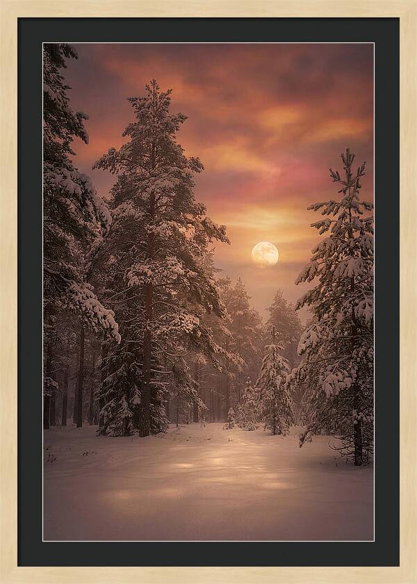 Winter Moonlight Over Snowy Pines