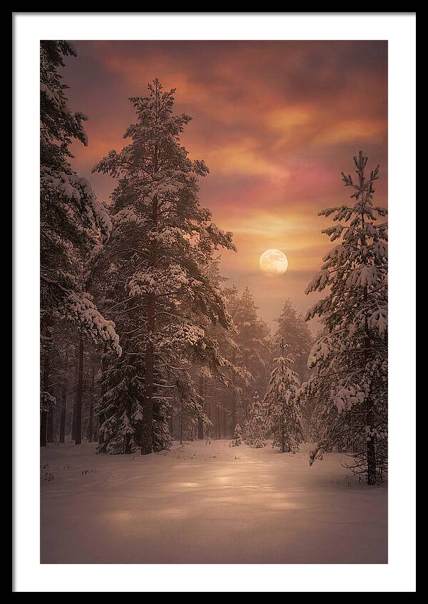 Winter Moonlight Over Snowy Pines