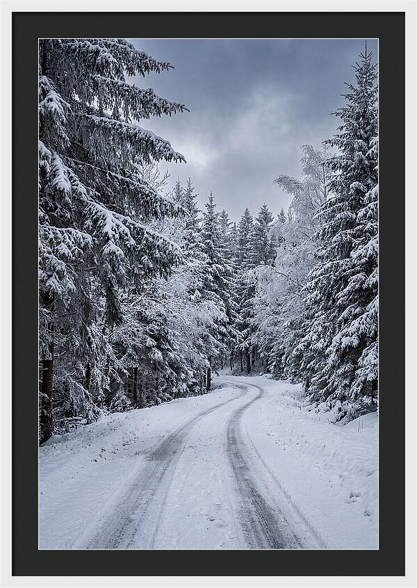 Winter Road Through Snowy Pines