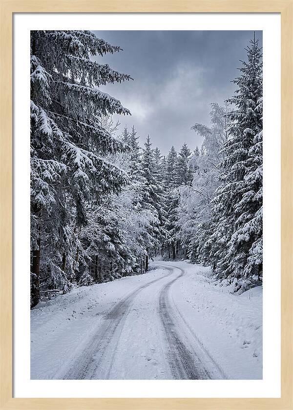 Winter Road Through Snowy Pines