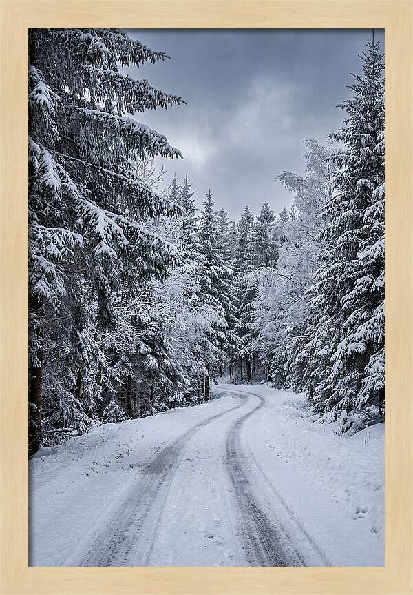 Winter Road Through Snowy Pines