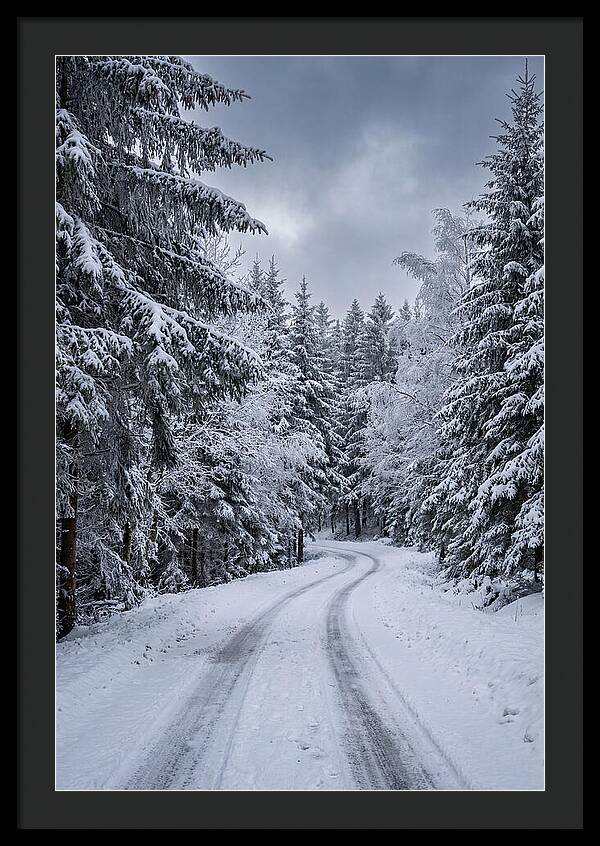 Winter Road Through Snowy Pines