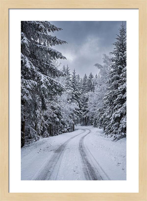 Winter Road Through Snowy Pines