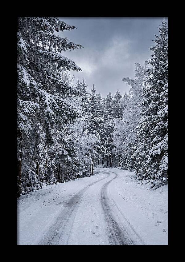 Winter Road Through Snowy Pines