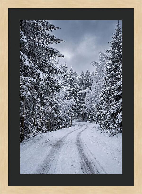 Winter Road Through Snowy Pines