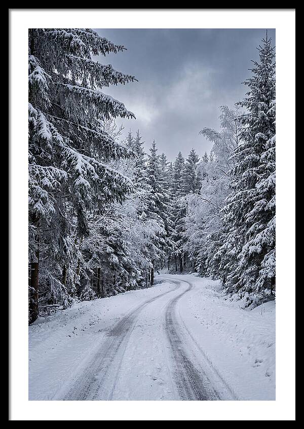 Winter Road Through Snowy Pines