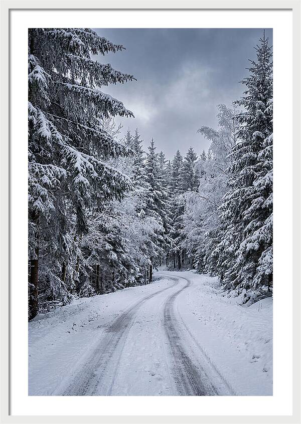 Winter Road Through Snowy Pines