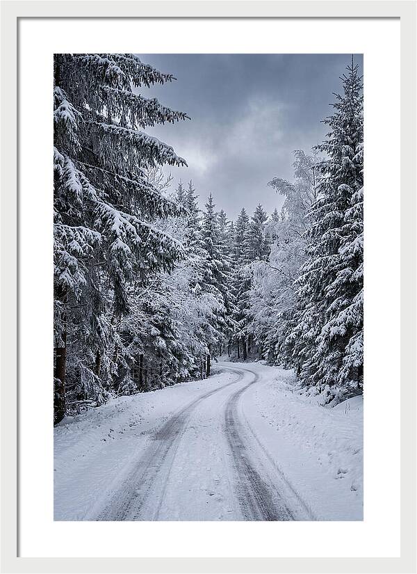 Winter Road Through Snowy Pines