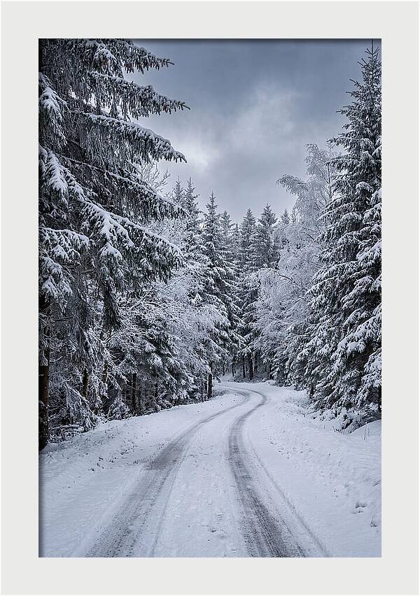 Winter Road Through Snowy Pines