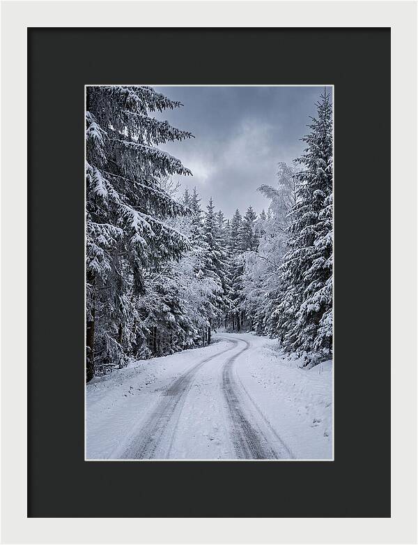 Winter Road Through Snowy Pines