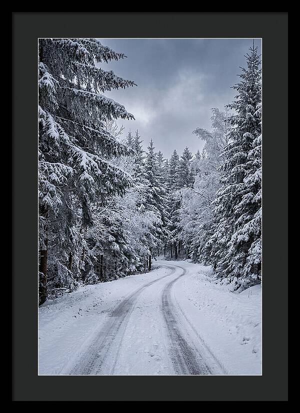 Winter Road Through Snowy Pines