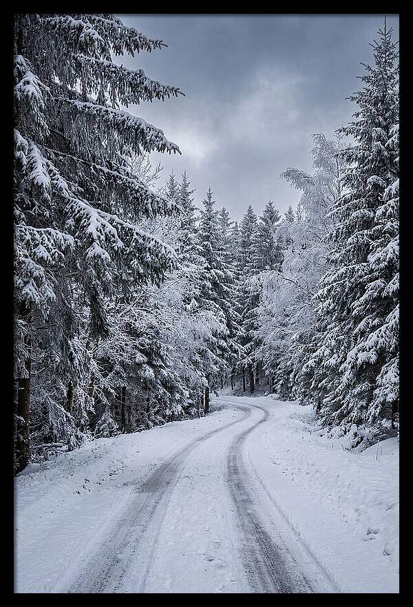 Winter Road Through Snowy Pines