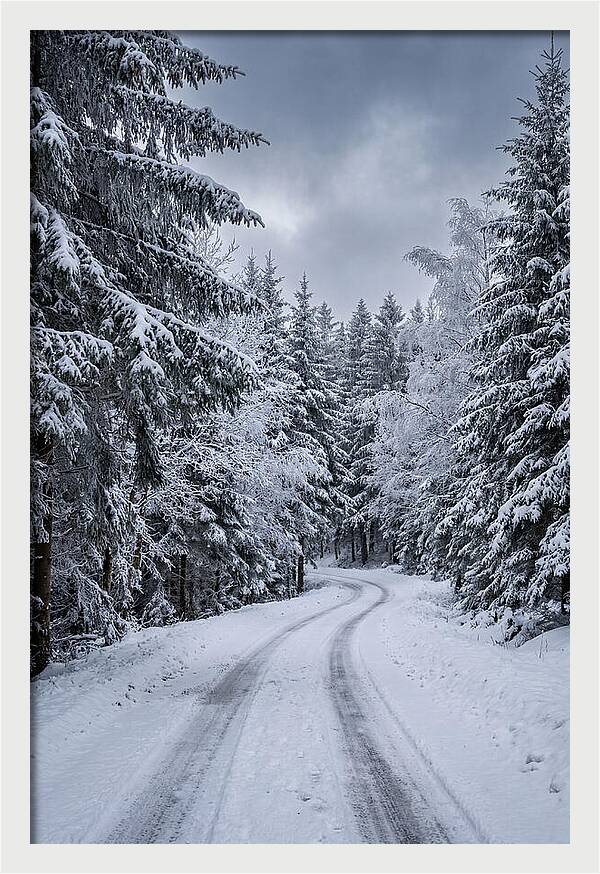 Winter Road Through Snowy Pines