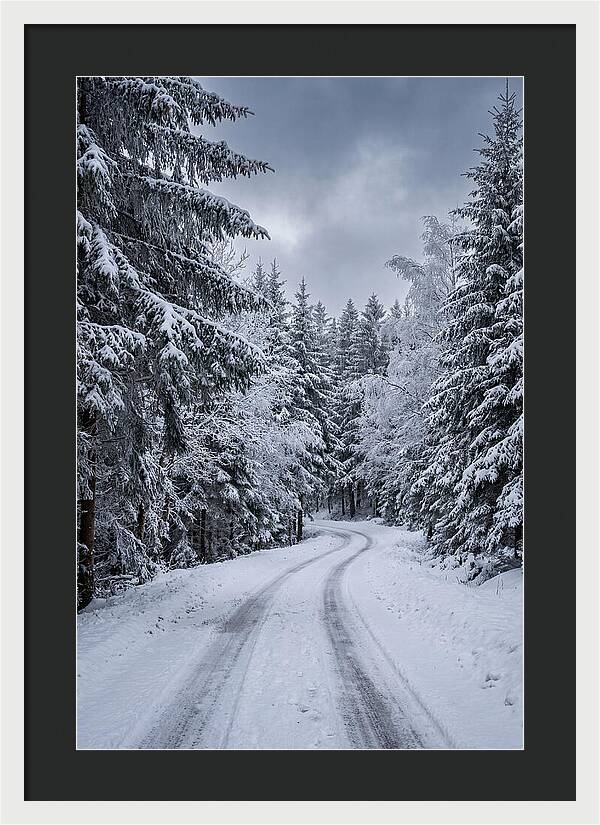 Winter Road Through Snowy Pines
