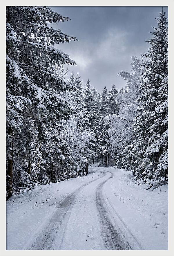 Winter Road Through Snowy Pines