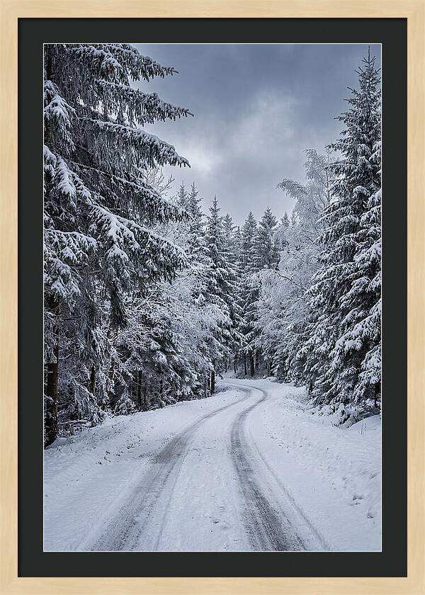 Winter Road Through Snowy Pines