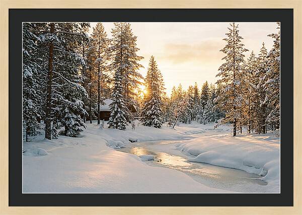 Winter Serenity In The Black Forest
