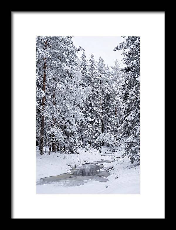 Winter Serenity In The Forest