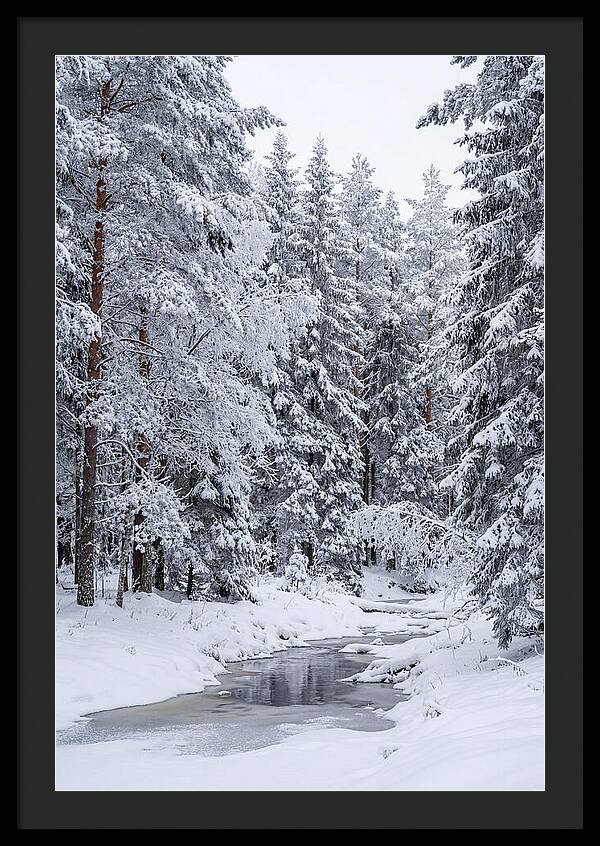 Winter Serenity In The Forest