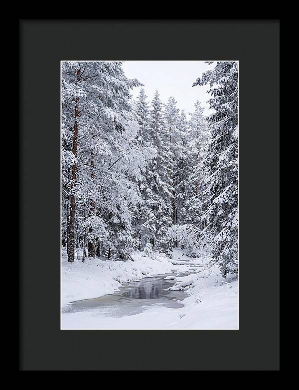 Winter Serenity In The Forest