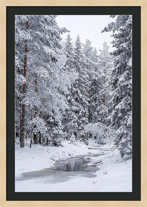 Winter Serenity In The Forest