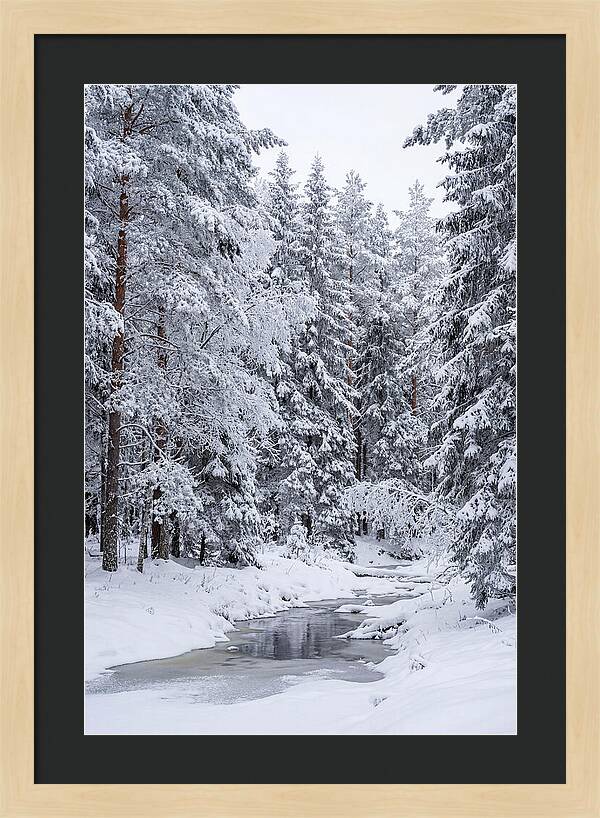 Winter Serenity In The Forest