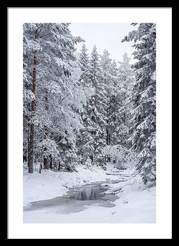 Winter Serenity In The Forest