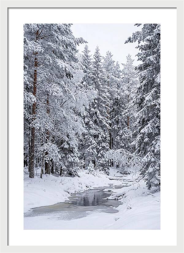 Winter Serenity In The Forest