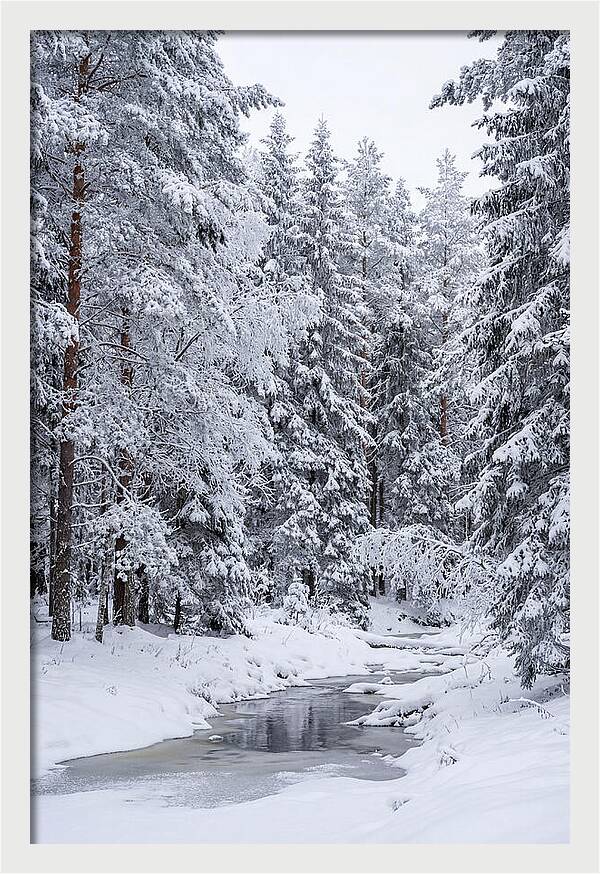 Winter Serenity In The Forest