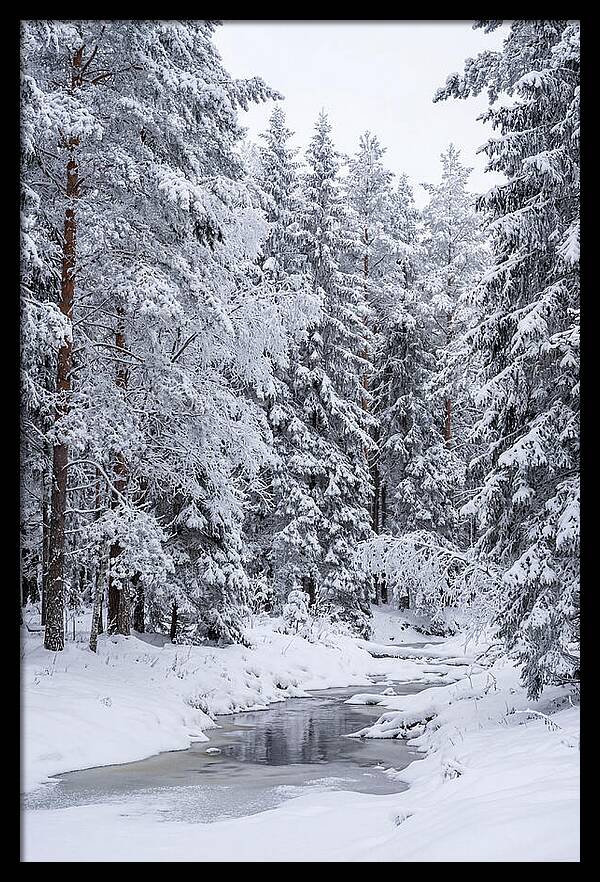 Winter Serenity In The Forest