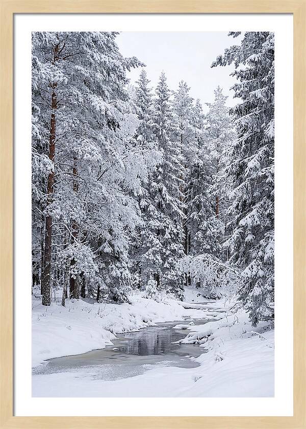 Winter Serenity In The Forest